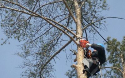 Спил и вырубка деревьев - оперативно, качественно - Улан-Удэ, цены, предложения специалистов