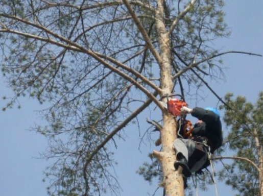 Спил и вырубка деревьев - оперативно, качественно стоимость услуг и где заказать - Улан-Удэ