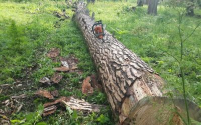 Спил и вырубка деревьев, корчевание пней - Закаменск, цены, предложения специалистов