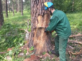 Спил и вырубка деревьев, кронирование, удаление старых деревьев стоимость услуг и где заказать - Улан-Удэ
