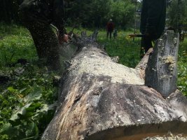Спил и вырубка деревьев, корчевание пней стоимость услуг и где заказать - Улан-Удэ
